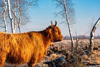Hooglanders in Donaumoos
