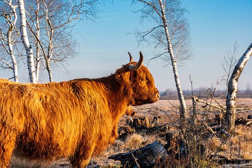 Hochlandrind im Donaumoos