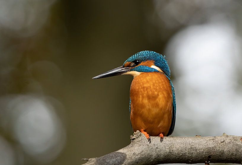 Kingfisher by Corrie Post
