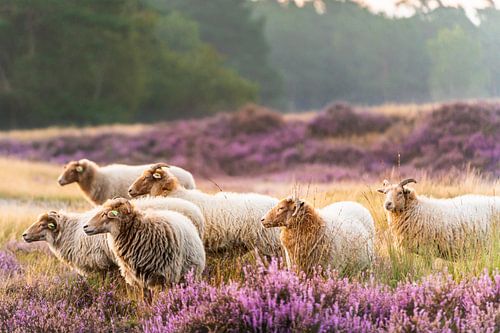 Sheep in bloom on the heath