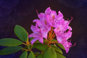 Blüte des Rhododentron