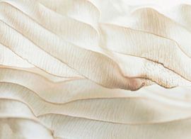 Pure (abstract of old leaves) by Birgitte Bergman