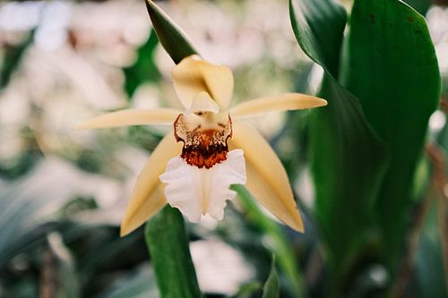 Orchidee botanische kas