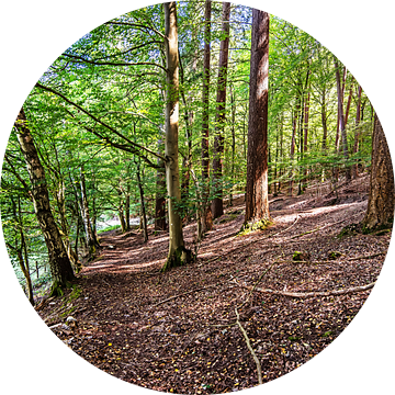 Boswandeling in de Spessart