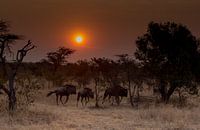 Wildebeests at Sunrise van Claudia van Zanten thumbnail