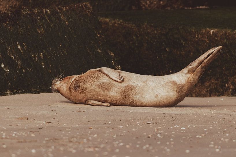 Common Seal relaxing on Scheveningen beach by Anne Zwagers