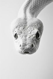 Schlange von Poster Art Shop