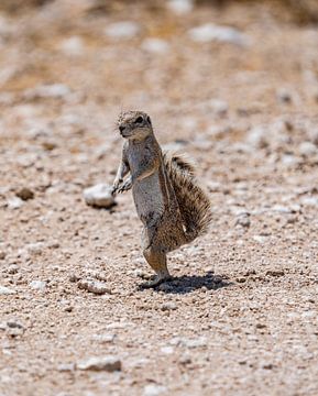 Écureuil terrestre dans le Kalahari de Namibie, Afrique sur Patrick Groß