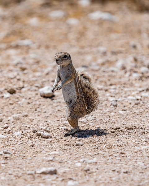 Erdhörnchen in der Kalahari von Namibia, Afrika von Patrick Groß