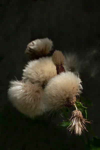 Pompons der Natur 2. von Alie Ekkelenkamp
