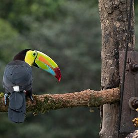 Toucan Bill in Costa Rica van Mirjam Welleweerd