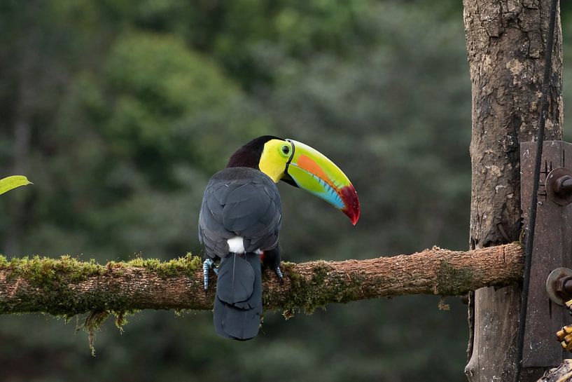 Tukan-Schnabel in Costa Rica von Mirjam Welleweerd