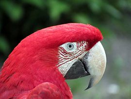 Papegaai by richard de bruyn