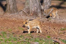 Jeune sanglier sur Merijn Loch