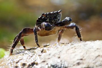 krab van ton vogels