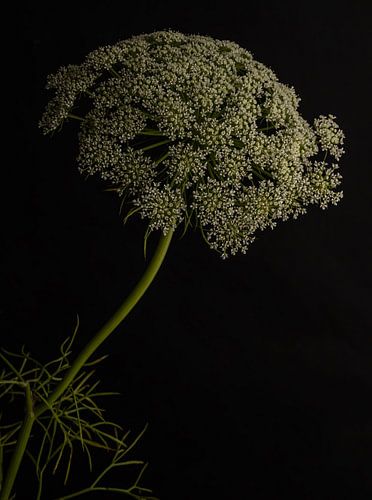 Wilde peen - witte bloem tegen donkere achtergrond van Studio byMarije