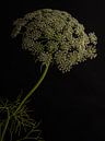 Wild carrot - white flower against dark background by Misty Melodies thumbnail