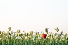 Lady in red by Corine Harkes