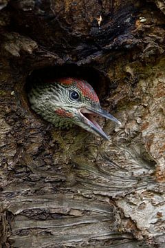 Green Woodpecker ( Picus viridis ), juvenile, looking out of its nest hole van wunderbare Erde