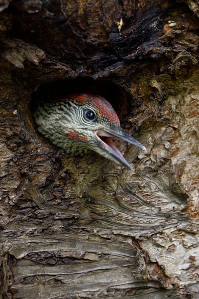 Grünspecht ( Picus viridis ), Jungvogel schaut aus der Nisthöhle par wunderbare Erde