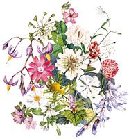 Blumenstrauß aus Primeln von Eke van Mansvelt Aquarell