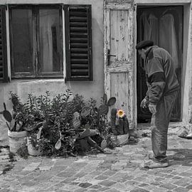 Old man and cactus flower by arjan doornbos
