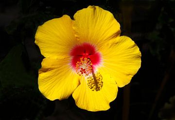 gele hibiscus van Torsten Krüger
