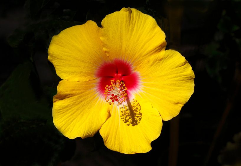 Yellow Blossoming Hibiscus Flower by Torsten Krüger