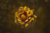 Rose jaune par Ribbi Aperçu