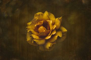Gele roos van Ribbi