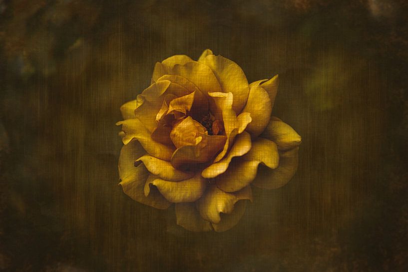 Rose jaune par Ribbi