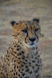 Cheetah sur Belinda Buskermolen