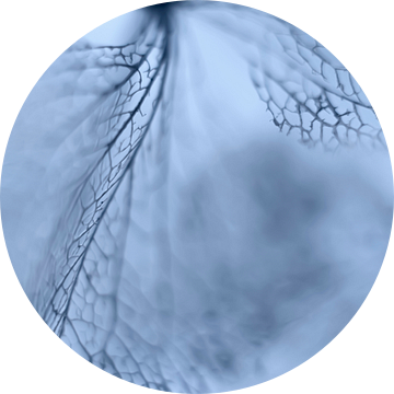 Hortensia bloemblaadjes van kant.