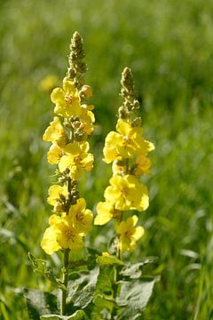 Gele toorts met grote bloemen (Verbascum densiflorum)