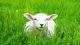 Lamb by Liv ter Riet