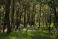 Silhouettes dans une forêt
