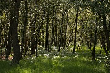 Silhouetten in een bos van Ewan Mol