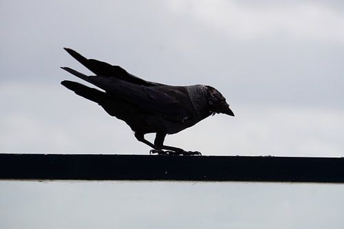 A jackdaw sits on a beam.