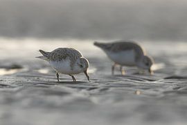 Sanderlings with a golden glow