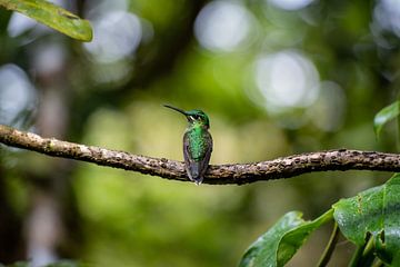 Hummingbird poses by Bart cocquart