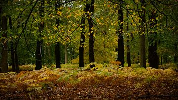 Herbstliche Farben im Märchenwald von Sara in t Veld Fotografie