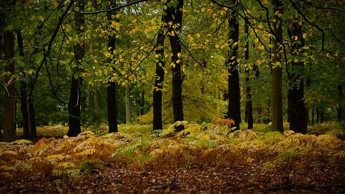 Herfstkleuren in het sprookjesbos