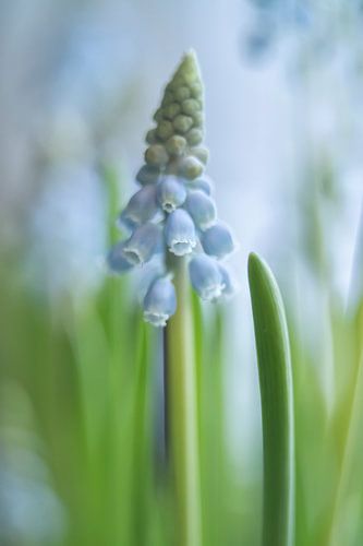 Blauwe Druifjes