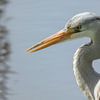 Heron on the waterfront by Jan van der Knaap