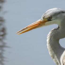 Heron on the waterfront by Jan van der Knaap