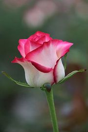 Tweekleurige roos by Clicksby JB