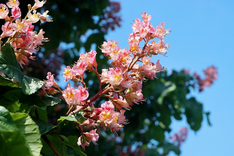 Horse chestnut in bloom by Yvonne Smits