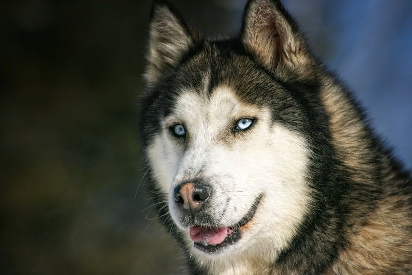 Chien Husky van Renald Bourque