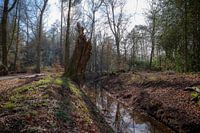 Brooklet in the forest near Eelde-Paterswolde