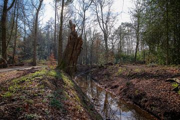 Beekje in het bos bij Eelde-Paterswolde van Sander de Jong